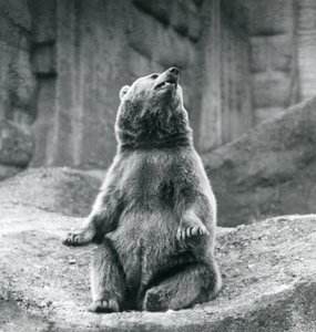 1927年9月にロンドン動物園の岩だらけの棚に座っているヒグマ 作： Frederick William Bond