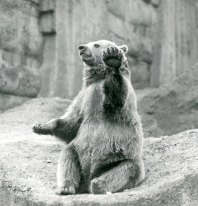 1927年9月、ロンドン動物園の前足の1つを振っている岩だらけの棚の上に座っているヒグマ 作： Frederick William Bond