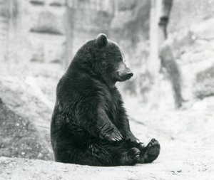 1928年6月、ロンドン動物園のマッピンテラスの岩の上に座っているヒグマ 作： Frederick William Bond