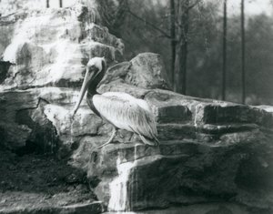 1927年6月にロンドン動物園の岩の上に立っている茶色のペリカン 作： Frederick William Bond
