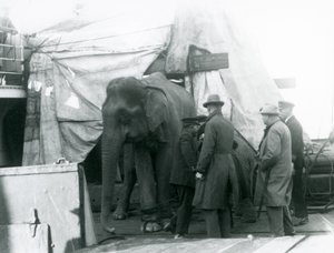 1927年、ロンドン動物園に向かうビルマ象と調教師ら4人の男たち。