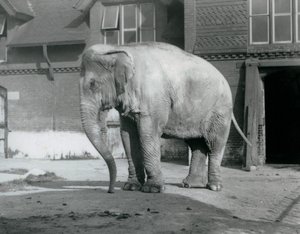 1929年、ロンドン動物園のエレファント・ハウスの外に立つビルマ象（モノクロ写真）。 作： Frederick William Bond