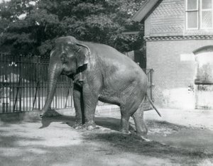 囲いの中のプールから出てくるビルマ象（ロンドン動物園 作： Frederick William Bond