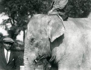 トレーナーと別の男性がいるビルマゾウ、ロンドン動物園、1926年9月 作： Frederick William Bond