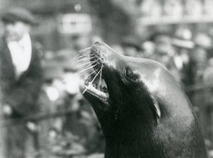1924年10月、ロンドン動物園でのカリフォルニアアシカ 作： Frederick William Bond