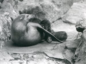 1925年7月、ロンドン動物園の1時間前の子犬を看護するカリフォルニアアシカ 作： Frederick William Bond