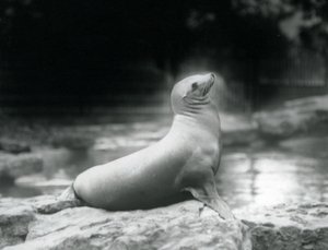 1925年9月、ロンドン動物園のプールの横にある岩の上に座っているカリフォルニアアシカ