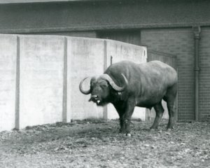 1928年、ロンドン動物園の囲いのコンクリート壁の横に立つケープ・アフリカン・バッファローの雄牛（モノクロ写真）。 作： Frederick William Bond