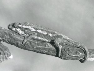 1927年にロンドン動物園で開催された枝につかまったケープドワーフカメレオン