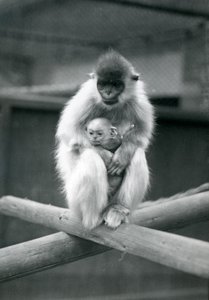 梁の上に座っている間、帽子をかぶったラングールを抱く赤ちゃん。ロンドン動物園、1913年10月6日 作： Frederick William Bond