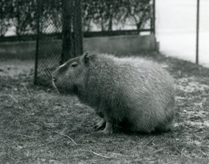 1927年6月にロンドン動物園の囲いに座っているカピバラ