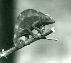 1927年にロンドン動物園で開催された、支部の終わりを握っているカメレオン 作： Frederick William Bond