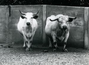 1924年7月、ロンドン動物園でのチャートレイ牛と牛 作： Frederick William Bond