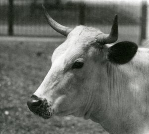 1924年7月、ロンドン動物園でのチャートレイ牛 作： Frederick William Bond