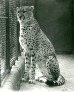 1924年10月、ロンドン動物園の囲いに座っているチーター 作： Frederick William Bond