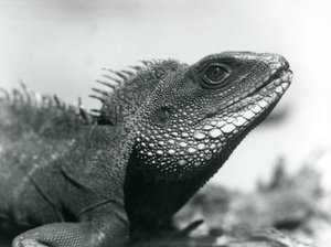 1928年8月、ロンドン動物園の中国/アジア/タイ/緑の水龍（モノクロ写真 作： Frederick William Bond