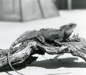 1928年、ロンドン動物園の丸太の上で休む中国/アジア/タイ/緑の水龍（モノクロ写真 作： Frederick William Bond