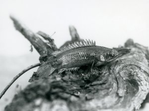 1928年9月にロンドン動物園で水を切り、枯れた枝で休んでいるクライミングパーチ 作： Frederick William Bond