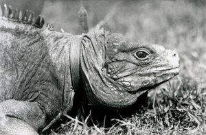 1924年7月、ロンドン動物園の芝生の上を歩いて、襟をかぶった曇った岩イグアナメトセラ 作： Frederick William Bond
