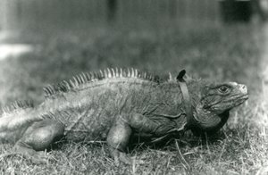 1924年7月、ロンドン動物園の芝生の上を歩いて首輪を着用した曇った岩イグアナ 作： Frederick William Bond