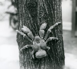 木に登るココナッツ強盗クラブ、ロンドン動物園、1927 作： Frederick William Bond