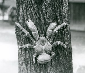 ココナッツカニ、または強盗クラブ、木に登る、ロンドン動物園、1927年7月 作： Frederick William Bond