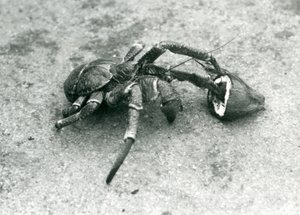 ココナッツを食べるココナッツ、または強盗クラブ、1927年7月、ロンドン動物園 作： Frederick William Bond
