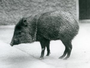 ロンドン動物園の首輪付きペッカリー、1927年 作： Frederick William Bond