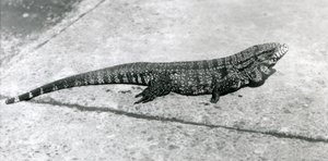 1926年8月のロンドン動物園でのCommonGoldGoldenBlackColumbian TeguまたはTiger Lizard