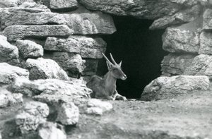 1929年、ロンドン動物園のエランド／アンテロープ・パドックの岩の間にあるシェルターの入り口で休むコモン・エランド（モノクロ写真）。 作： Frederick William Bond