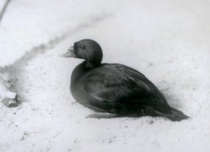 1925年にロンドン動物園で一般的なスコッター
