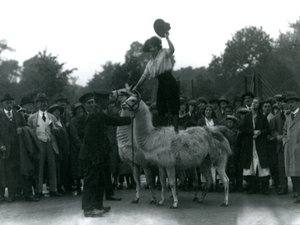 1924年にロンドン動物園を訪問中に、騎乗位が2人のラマにまたがって立っています。 作： Frederick William Bond