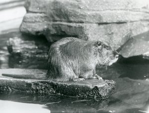 ロンドン動物園の囲いの中のプールの岩棚に座るコイプー（1928年2月）（モノクロ写真 作： Frederick William Bond