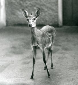 1927年8月にロンドン動物園で戴冠したサヘル西部アフリカブッシュダイカー 作： Frederick William Bond