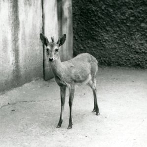 1927年8月にロンドン動物園で戴冠したサヘル西部アフリカブッシュダイカー 作： Frederick William Bond