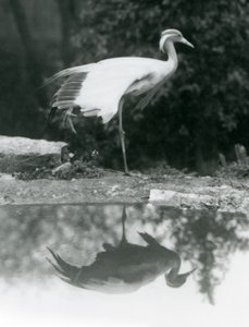 ロンドン動物園のプールに鏡のように映る、片足で立つドゥモワゼル・クレーン