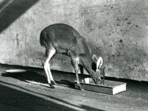 1925年7月、ロンドン動物園の地上トレイから給餌するダイカー