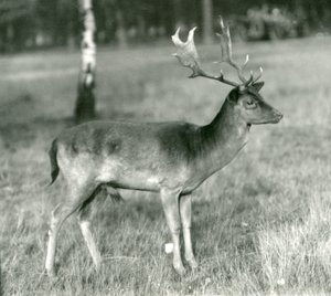 1924年10月にロンドン動物園で休んでいるダマジカ 作： Frederick William Bond