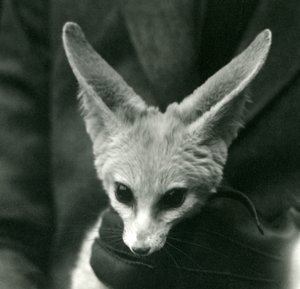 フェネックギツネは首の周りで手袋をはめた看守に抱かれました、1924 作： Frederick William Bond