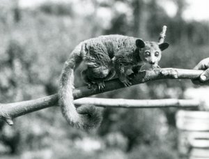 飼育員に抱かれて枝を歩くガラゴ（ロンドン動物園 作： Frederick William Bond