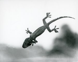ガラスの上に登り、特殊な足裏パッドを見せるヤモリ（ロンドン動物園、1928年8月）（モノクロ写真 作： Frederick William Bond