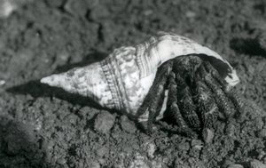1925年にロンドン動物園で発見された巨大なヤドカリ 作： Frederick William Bond