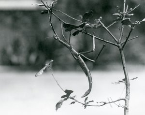 1923年にロンドン動物園で小枝に偽装された巨大ナナフシ 作： Frederick William Bond
