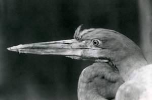1924年にロンドン動物園でゴリアテヘロン 作： Frederick William Bond