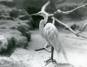 1928年6月にロンドン動物園の囲いの床に立っている、繁殖中のオオサギまたはオオアオサギ