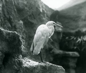 1927年9月にロンドン動物園の岩の上に立っているオオサギまたはオオアオサギ 作： Frederick William Bond