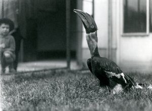 鳥小屋の芝生の上に立っているときに上を向いているオオサイチョウ、小さい男の子が背景にあるロンドン動物園、1924年