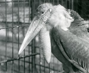 1925年7月のロンドン動物園でのコウノトリ