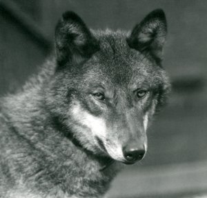 ロンドン動物園での灰色オオカミ、1925年 作： Frederick William Bond