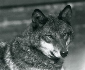ロンドン動物園での灰色オオカミ、1925年 作： Frederick William Bond
